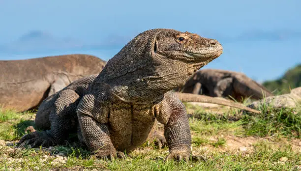 komodo island Indonesia